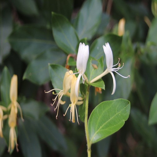 スイカズラの花