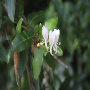 スイカズラの花