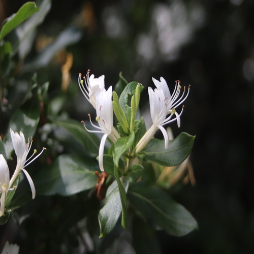 スイカズラの花