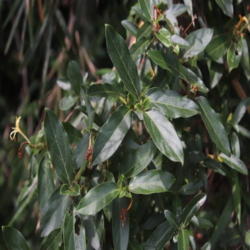 スイカズラの葉