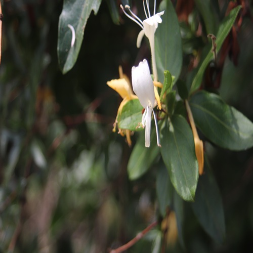 スイカズラの花