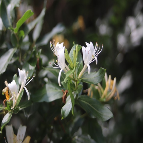 スイカズラの花
