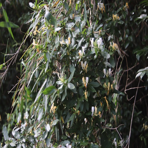 スイカズラの全体像