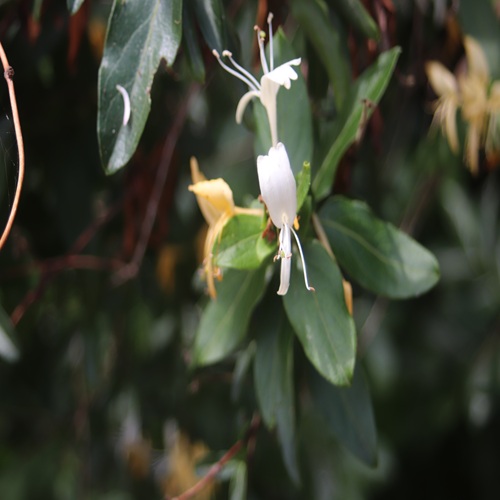 スイカズラの花