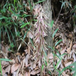 サイハイランの花