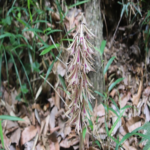 サイハイランの花