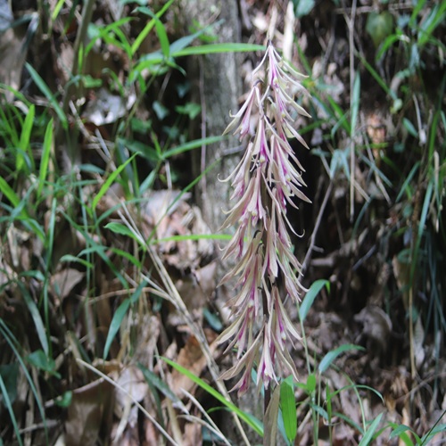 サイハイランの花