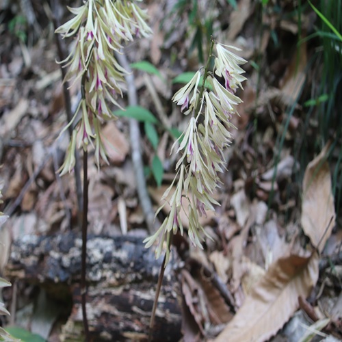 サイハイランの花