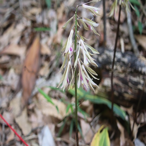 サイハイランの花