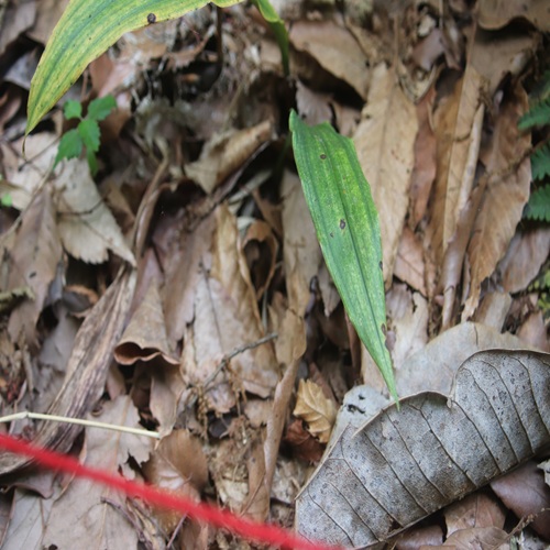 サイハイランの葉