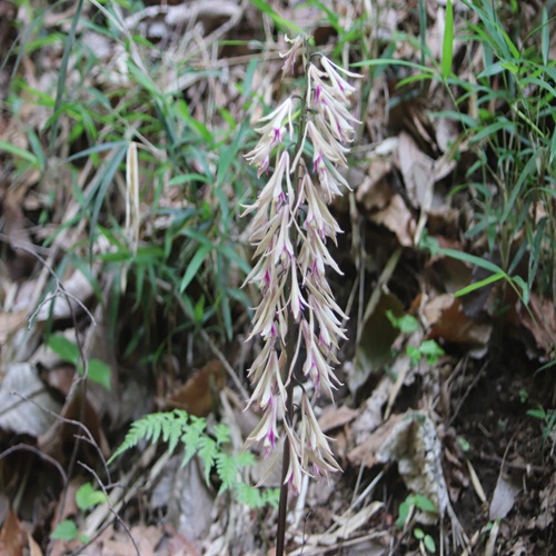 サイハイランの花