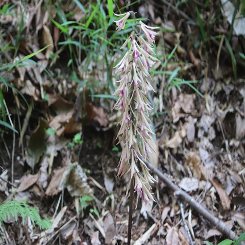 サイハイランの花