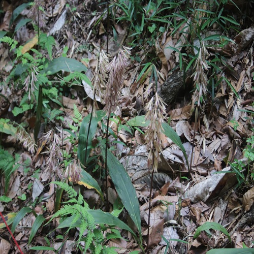 サイハイランの花の群落
