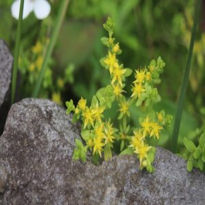 ツルマンネングサの花