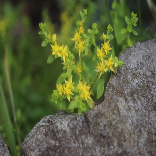 ツルマンネングサの花