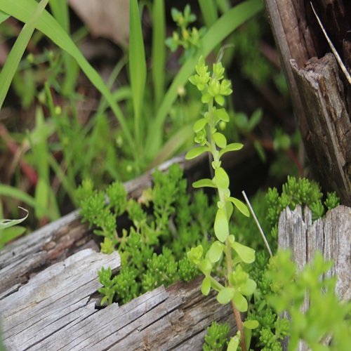 ツルマンネングサの茎