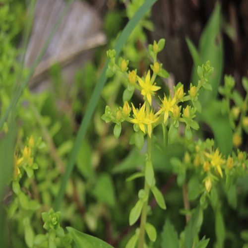 ツルマンネングサの花