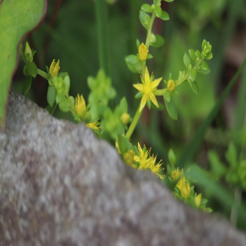 ツルマンネングサの花