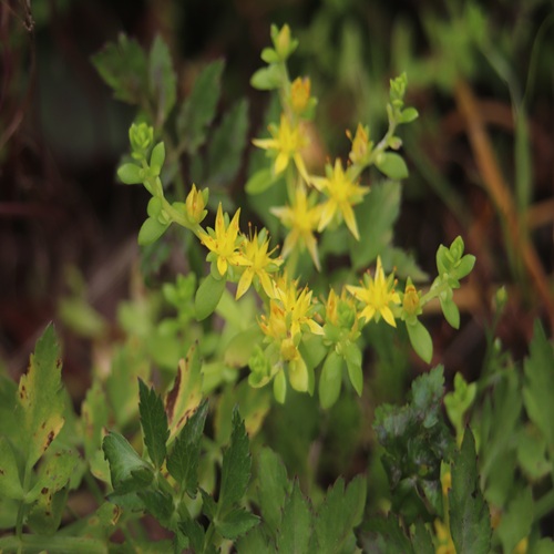 ツルマンネングサの花