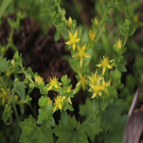 ツルマンネングサの花