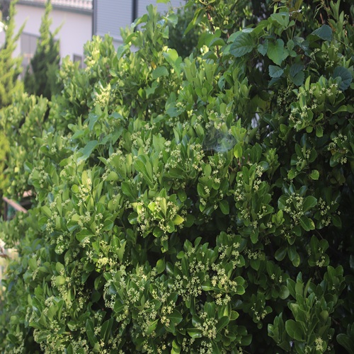 マサキの木の全体像