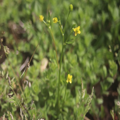 タガラシの全体像