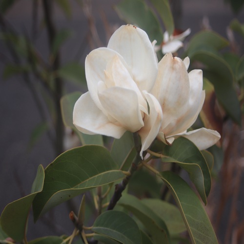 ミヤマガンショウの花