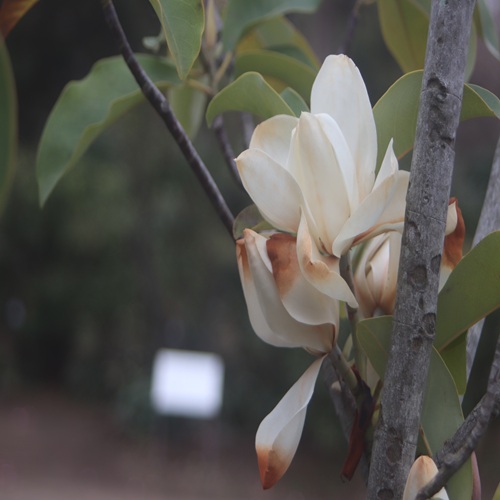 ミヤマガンショウの花
