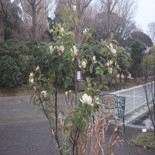 ミヤマガンショウの全体像