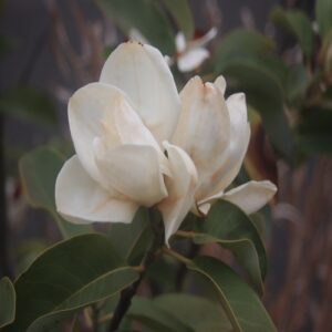 ミヤマガンショウの花