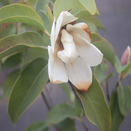 ミヤマガンショウの花