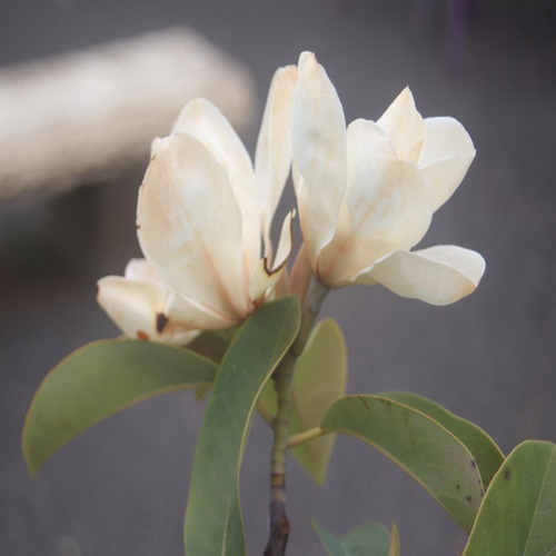 ミヤマガンショウの花