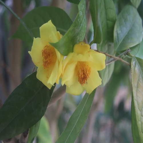 キンカチャの花