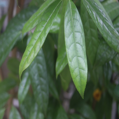 キンカチャの葉