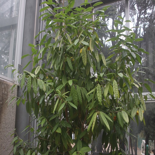 キンカチャの木の全体像