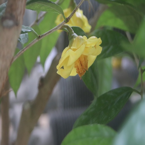 キンカチャの花