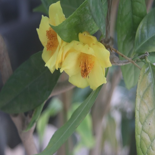 キンカチャの花