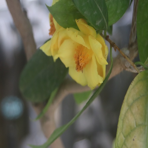 キンカチャの花