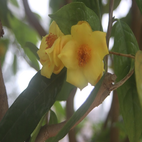 キンカチャの花