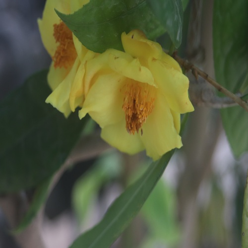 キンカチャの花