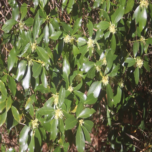 シキミの全体像