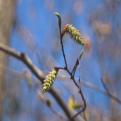 クマシデの雄花