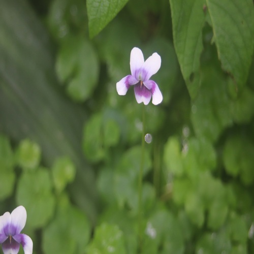 ツタスミレの花
