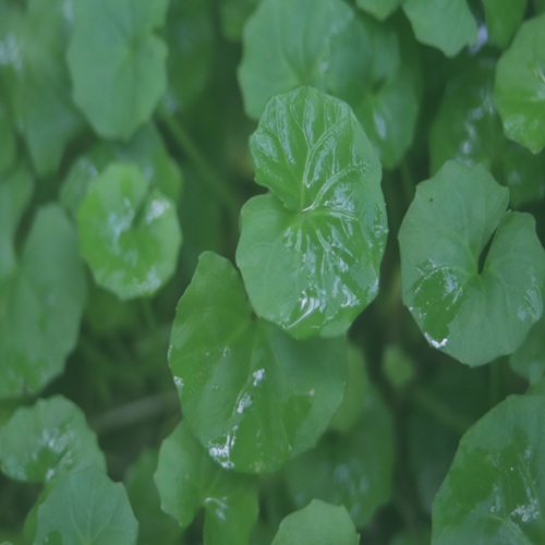 ツタスミレの葉