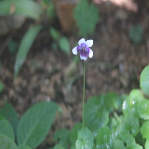 ツタスミレの花