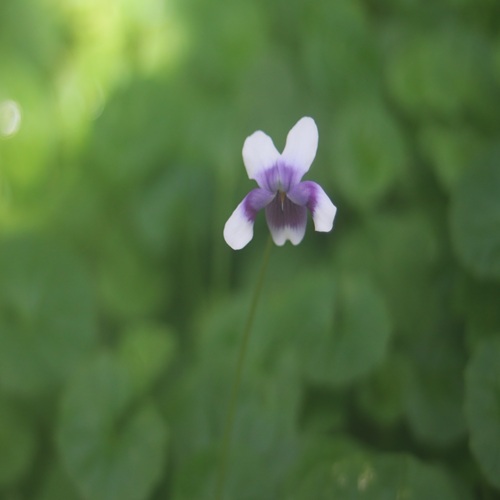 ツタスミレの花