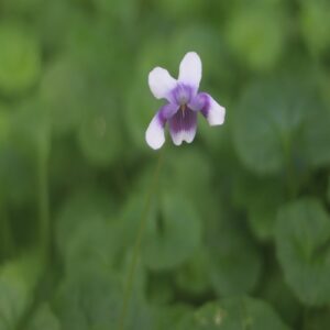 ツタスミレの花