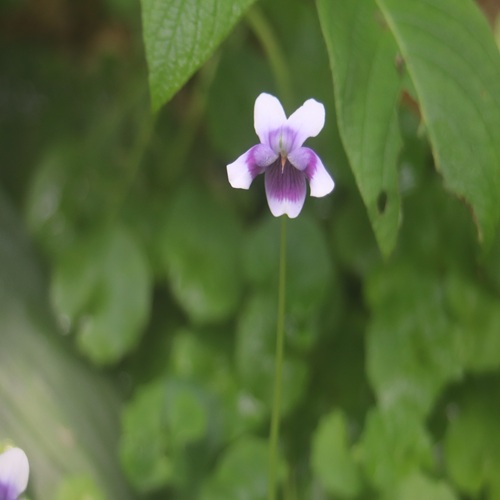 ツタスミレの花