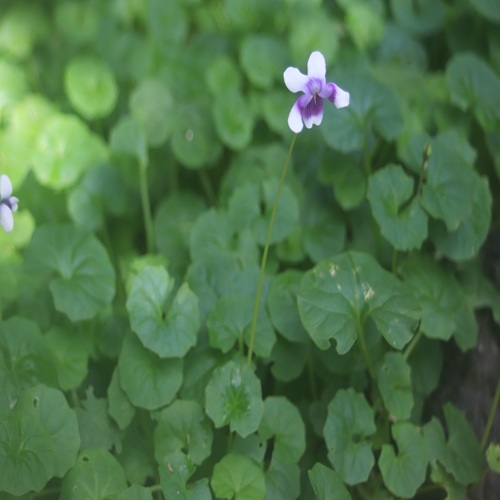 ツタスミレの花