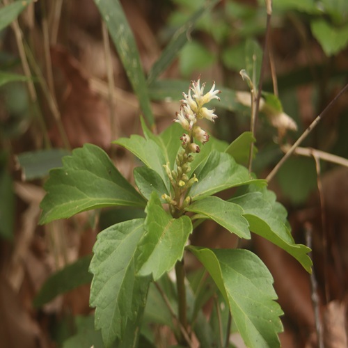 フッキソウの花